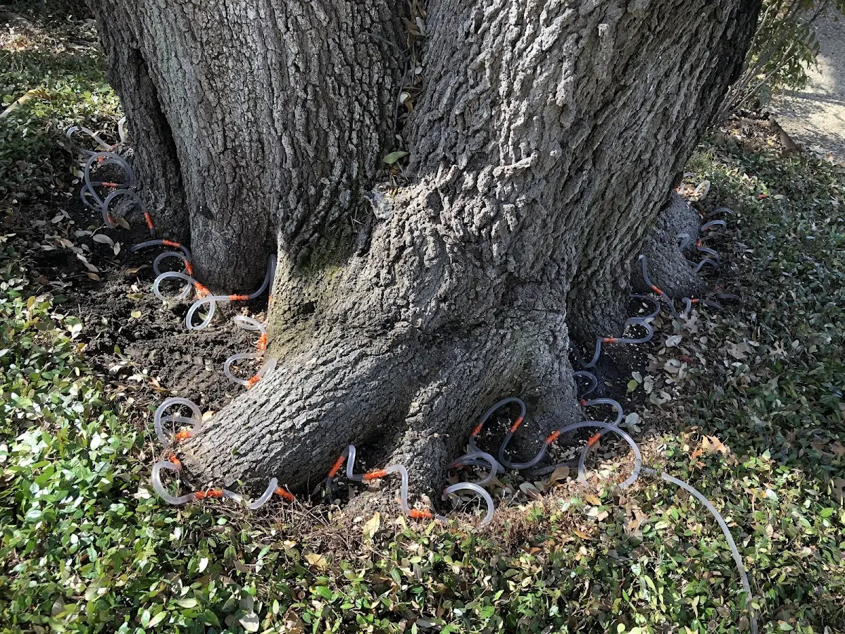 Detailed Tree Cabling and Bracing job site in Lake