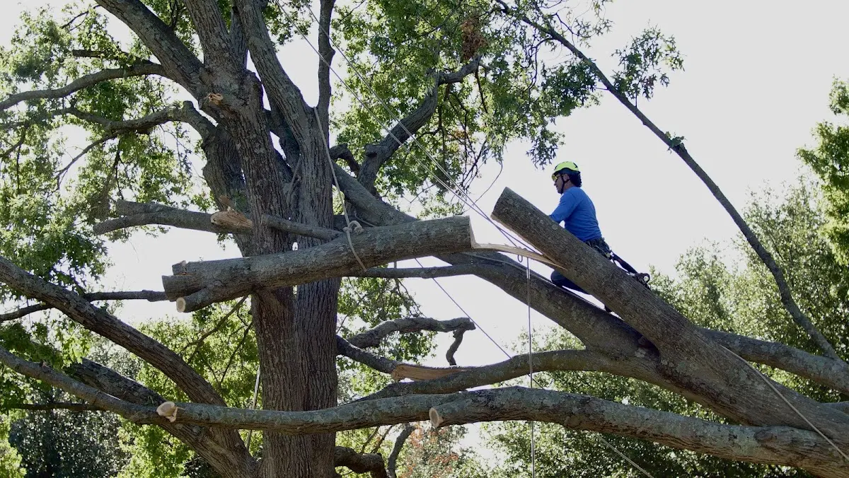 Professional Crown Thinning performed by certified arborists in Lake